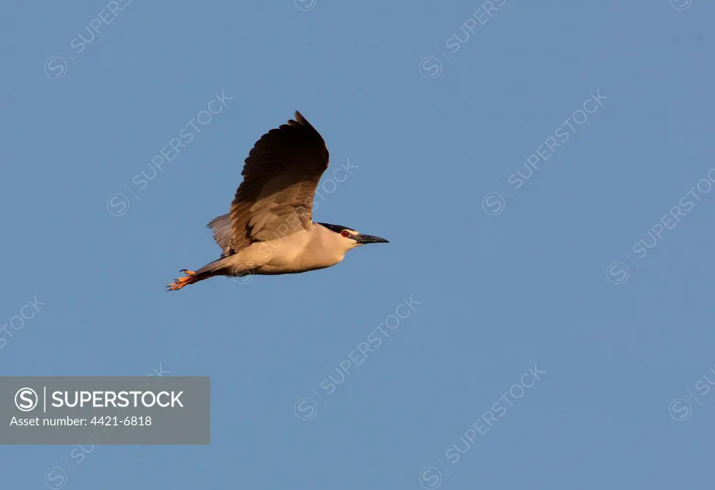 Black-crowned Night-heron (Nycticorax nyctocorax) adult, in flight, Hebei, China, may