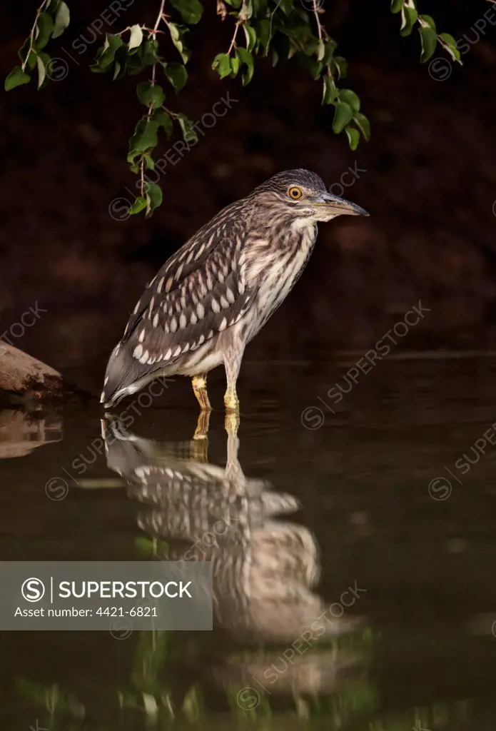 Black-crowned Night-heron (Nycticorax nyctocorax) immature, standing in water with reflection, Niokolo-Koba, Senegal, february
