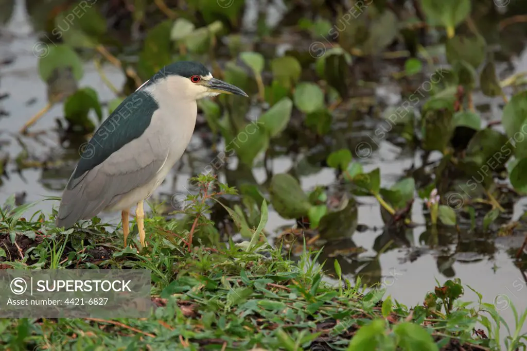 Black-crowned Night-heron (Nycticorax nyctocorax hoacti) adult, standing at edge of water, Campo Jofre, Mato Grosso, Brazil, september