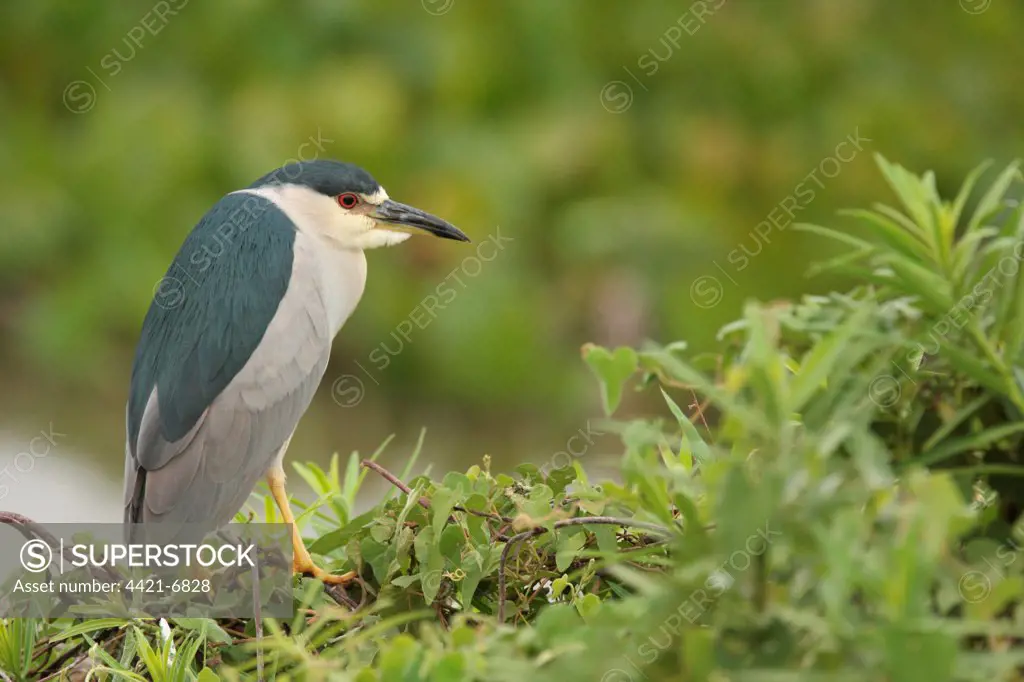 Black-crowned Night-heron (Nycticorax nyctocorax hoacti) sub-adult, perched on branches, Campo Jofre, Mato Grosso, Brazil, september