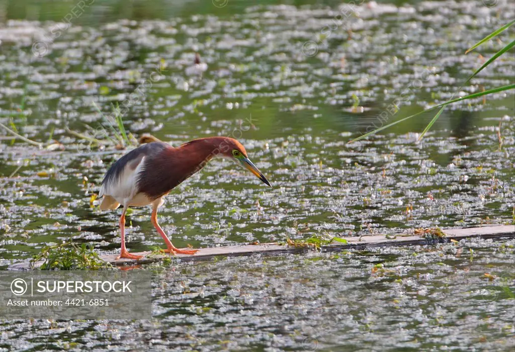 Chinese Pond-heron (Ardeola bacchus) adult, breeding plumage, standing on plank in lake, Beidaihe, Hebei, China, may