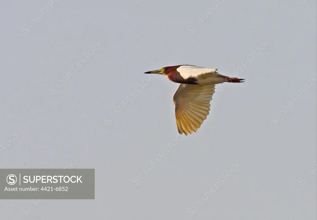 Chinese Pond-heron (Ardeola bacchus) adult, breeding plumage, in flight, Hebei, China, may