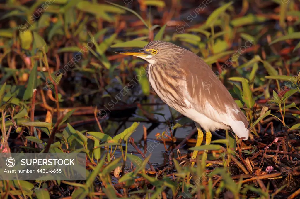 Chinese Pond-heron (Ardeola bacchus) adult, non-breeding plumage, standing in pond amongst aquatic plants, Hong Kong, China, december