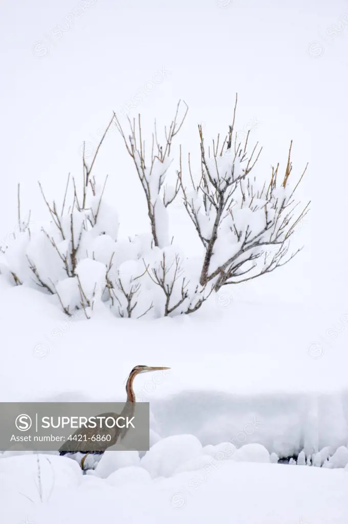 Purple Heron (Ardea purpurea) adult, walking in deep snow, migrant caught in bad weather, Great Caucasus, Caucasus Mountains, Georgia, april