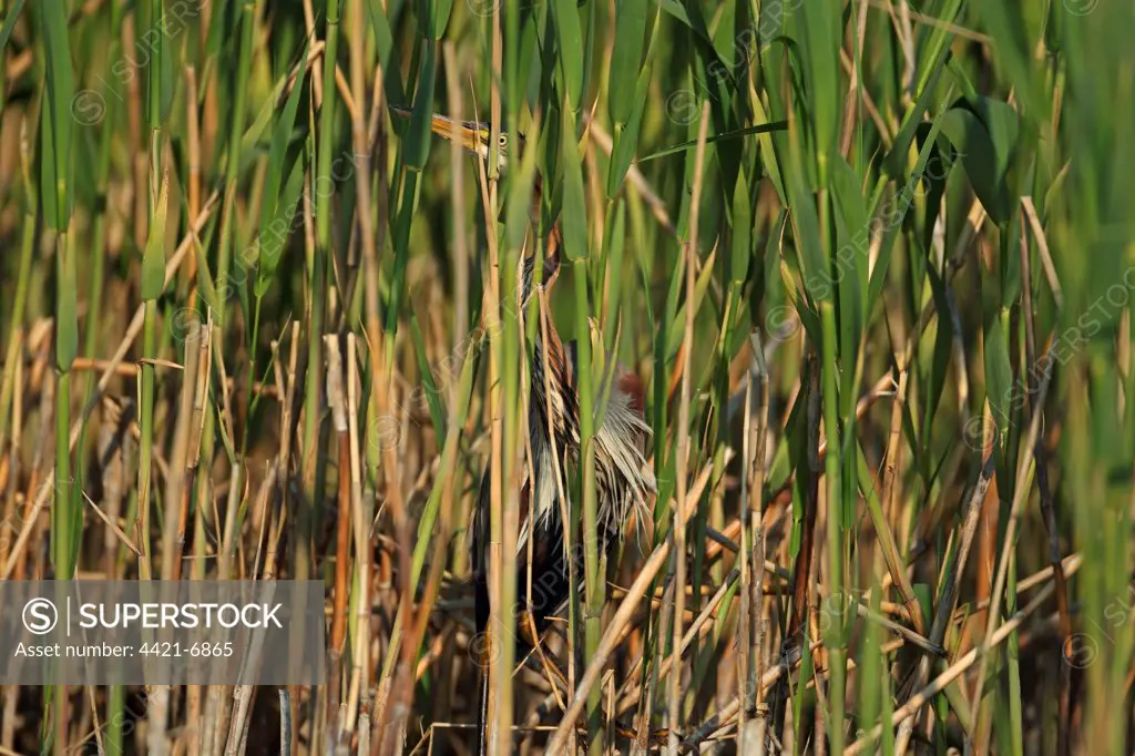 Purple Heron (Ardea purpurea) adult, standing amongst reed stems in reedbed, Tulcea, Danube Delta, Dobrogea, Romania, may