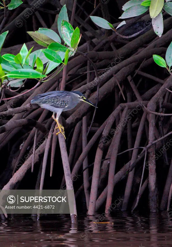 Striated Heron (Butorides striatus javanicus) adult, perched on mangrove root, Sabah, Borneo, Malaysia, january
