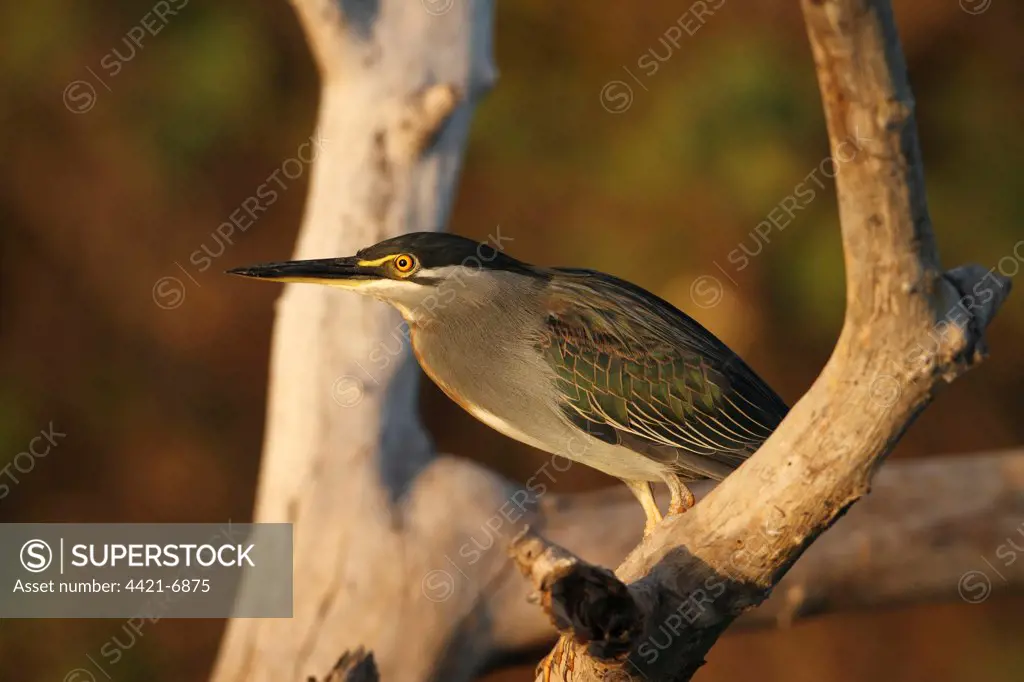 Striated Heron (Butorides striatus) adult, perched on branch in evening sunlight, Gambia, january