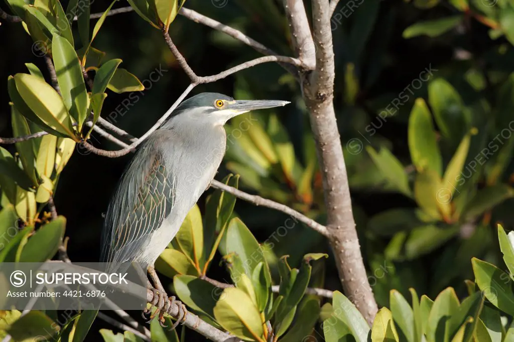 Striated Heron (Butorides striatus) adult, perched on mangrove branch, Gambia, january