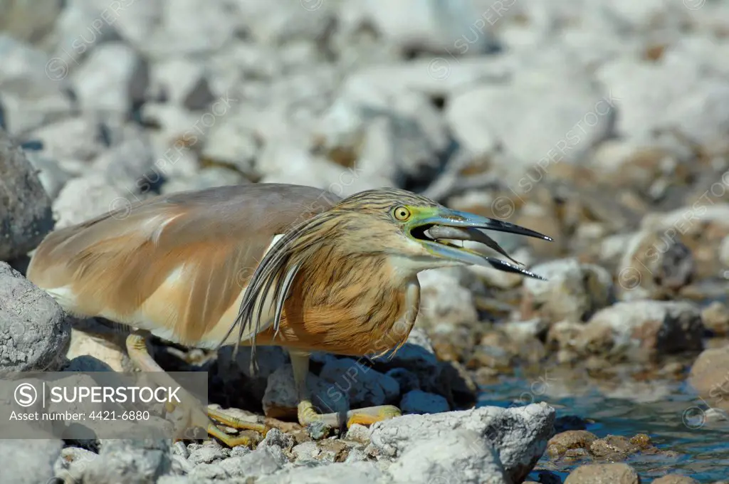 Squacco Heron (Ardeola ralloides) adult, feeding, swallowing fish, standing on rocks at edge of water, Lesvos, Greece, april