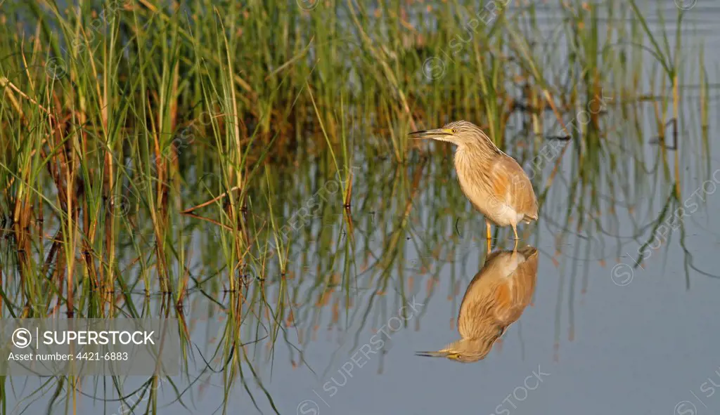 Squacco Heron (Ardeola ralloides) adult, summer plumage, standing in shallow water near reedbed at dawn, Lesbos, Greece, may