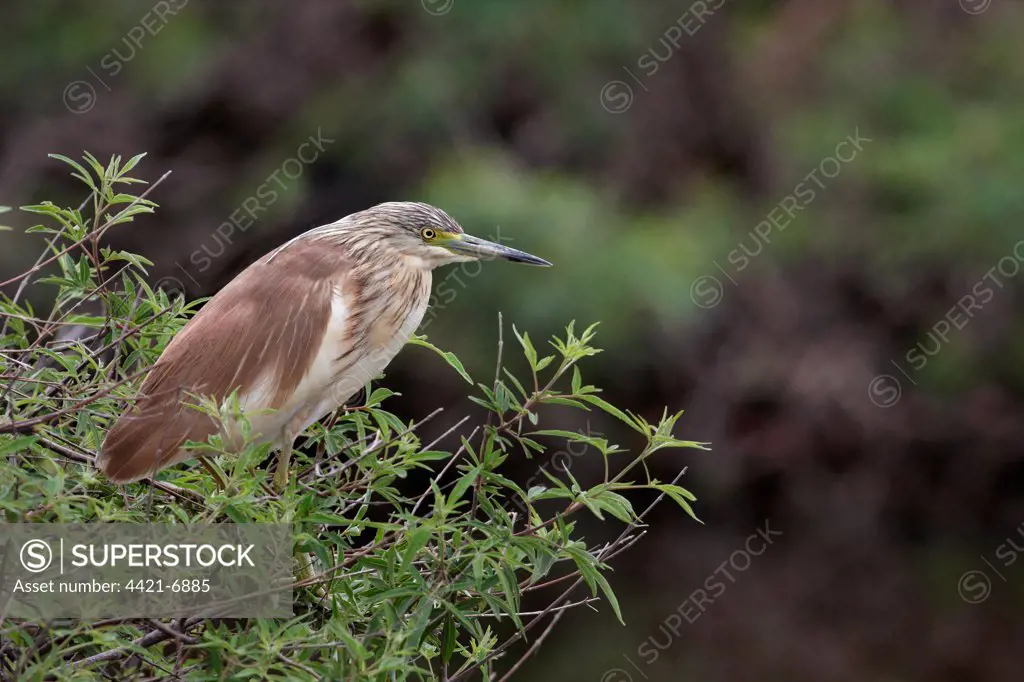 Squacco Heron (Ardeola ralloides) adult, perched on Oleander (Nerium oleander) bush, Lesvos, Greece, may