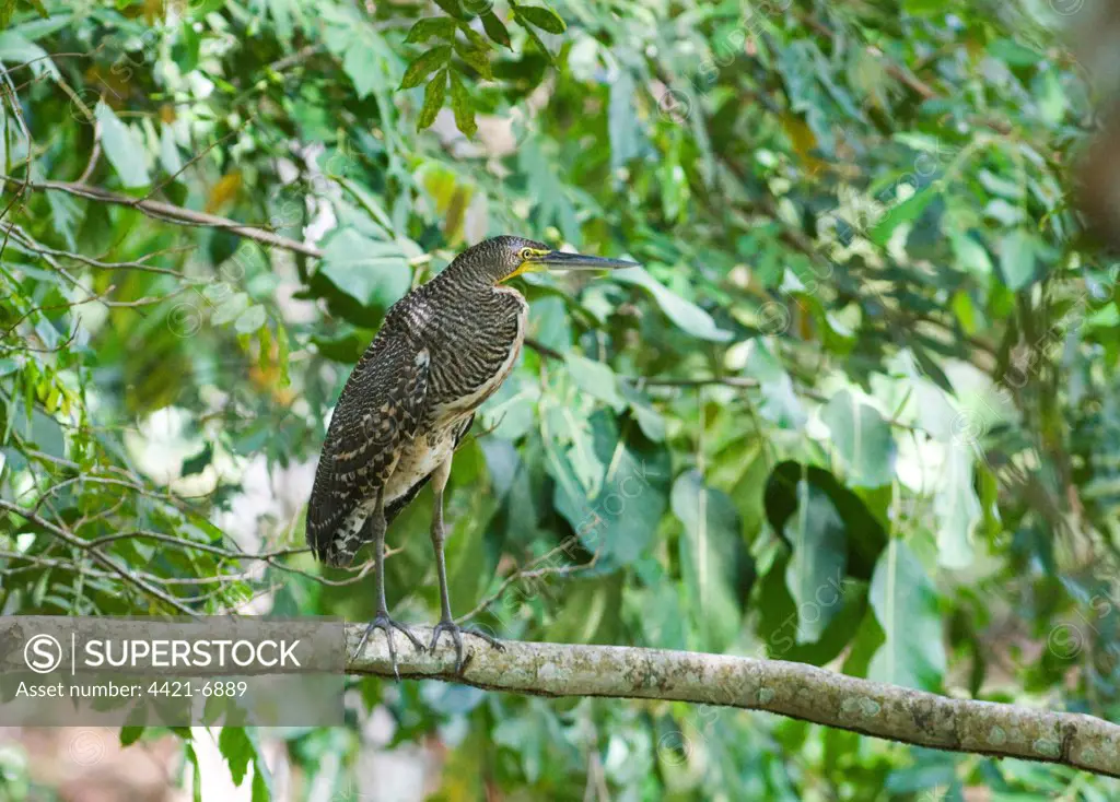Bare-throated Tiger-heron (Tigrisoma mexicanum) juvenile, standing on branch in lowland tropical forest, Tikal N.P., Peten, Guatemala