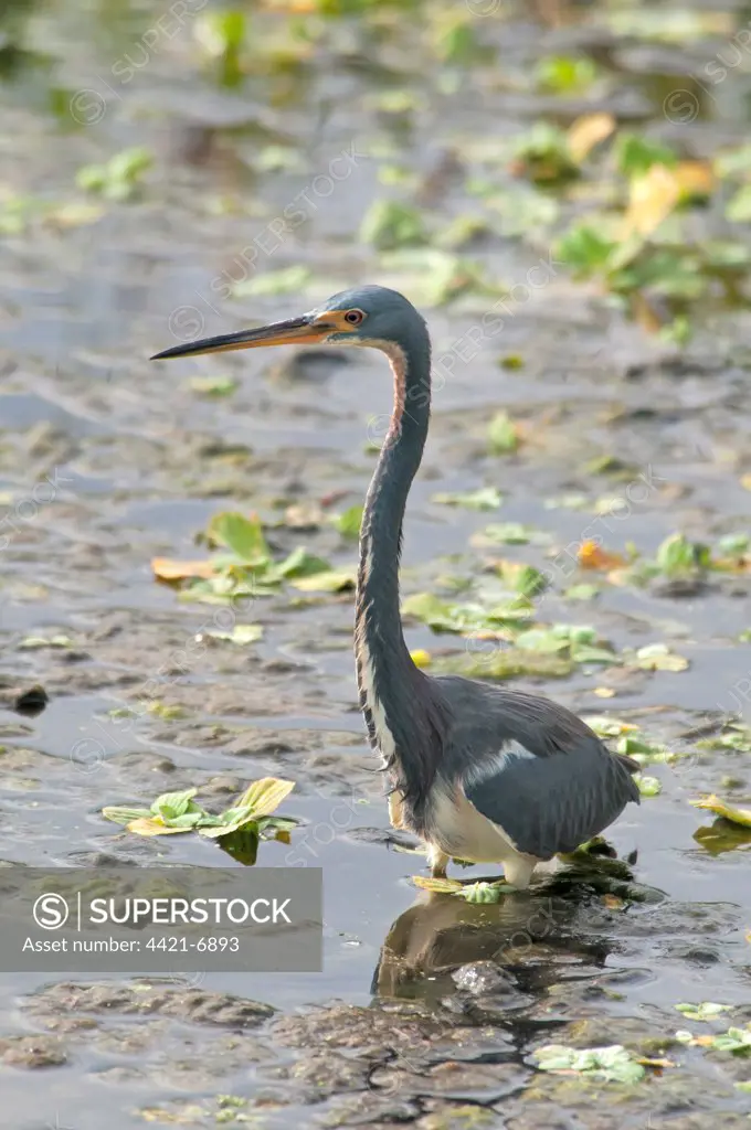 Tricoloured Heron (Egretta tricolor) adult, wading in water, Florida, U.S.A., november