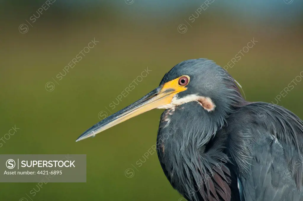 Tricoloured Heron (Egretta tricolor) adult, close-up of head and neck, Florida, U.S.A., september