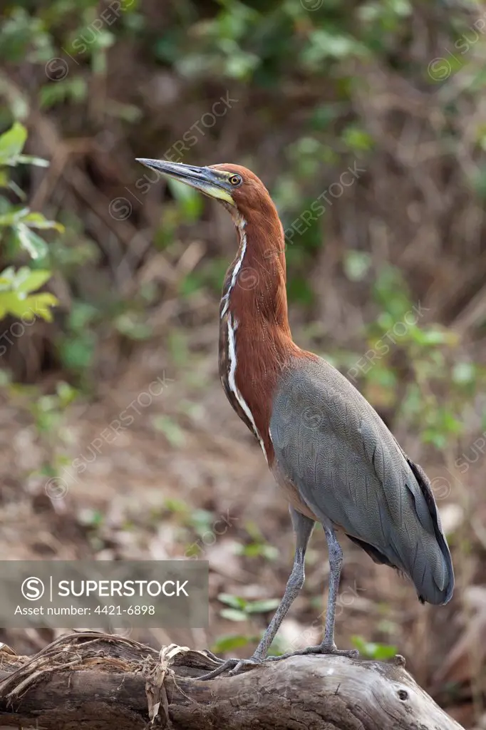 Rufescent Tiger-heron (Tigrisoma lineatum) adult, standing on branch, Pantanal, Mato Grosso, Brazil