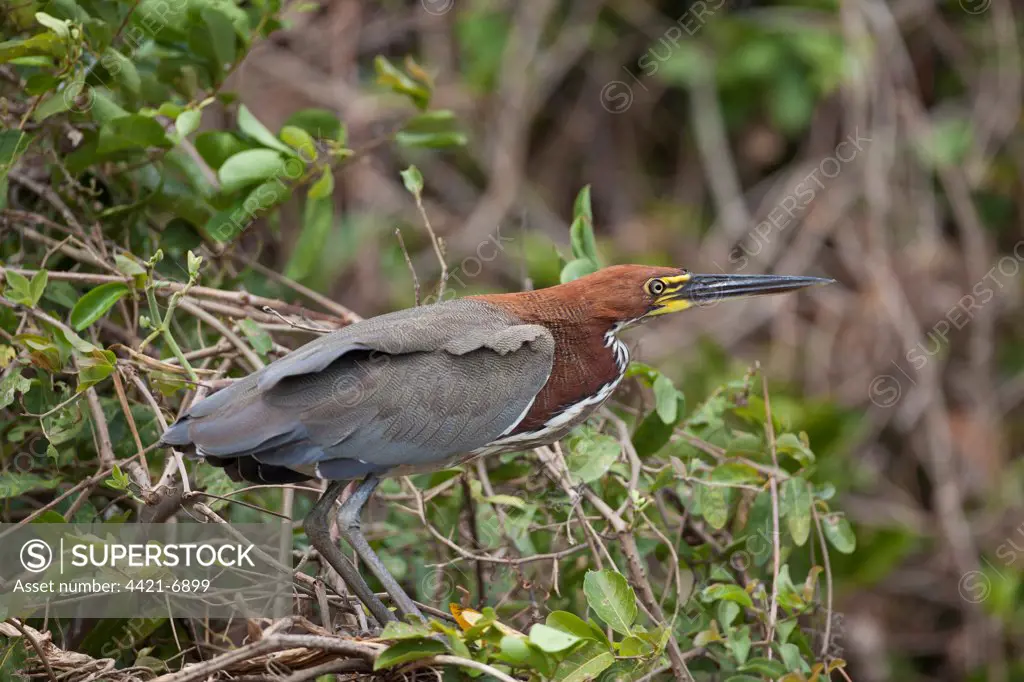 Rufescent Tiger-heron (Tigrisoma lineatum) adult, standing in tree, Pantanal, Mato Grosso, Brazil