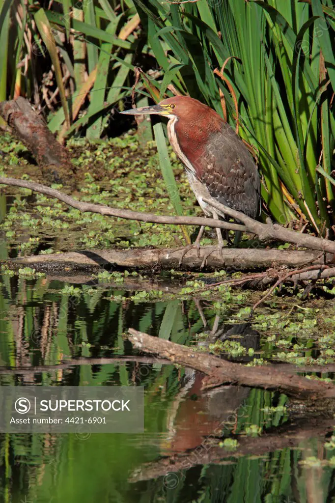 Rufescent Tiger-heron (Tigrisoma lineatum) adult, standing on fallen branch in wetland, Vicente Lopez, Buenos Aires Province, Argentina, september