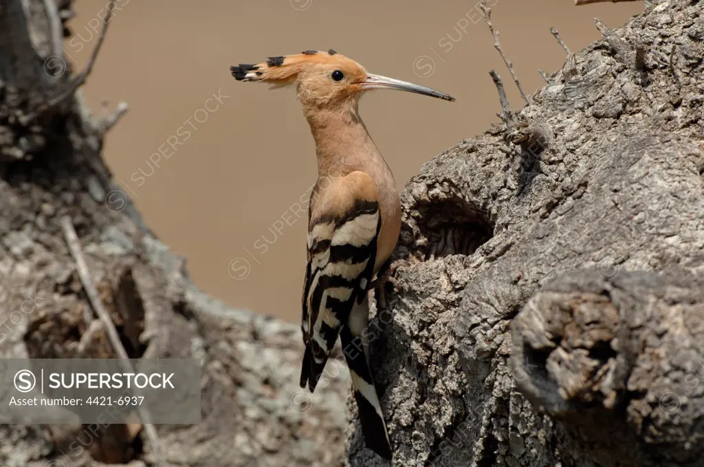 Hoopoe (Upupa epops) adult, perched at nesthole in dead tree, Lesvos, Greece, april