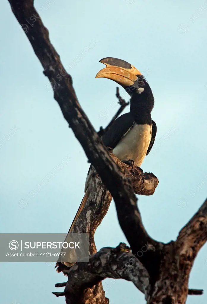 Malabar Pied Hornbill (Anthracoceros coronatus) adult, perched in dead tree, Sri Lanka, december