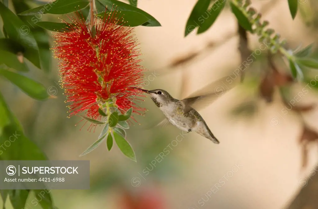Anna's Hummingbird (Calypte anna) immature, in flight, feeding at Bottlebrush (Callistemon sp.) flower, California, U.S.A.