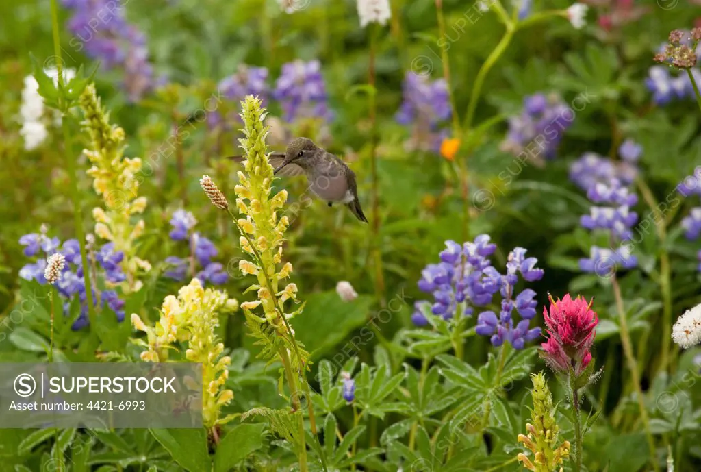 Calliope Hummingbird (Stellula calliope) adult, in flight, feeding at lousewort flowers, Mount Rainier N.P., Washington, U.S.A., summer