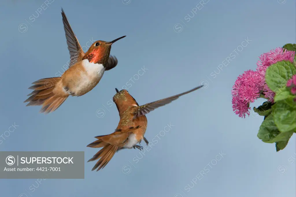 Rufous Hummingbird (Selasphorus rufus) two adult males, in flight, chasing rival from flower, British Columbia, Canada, may