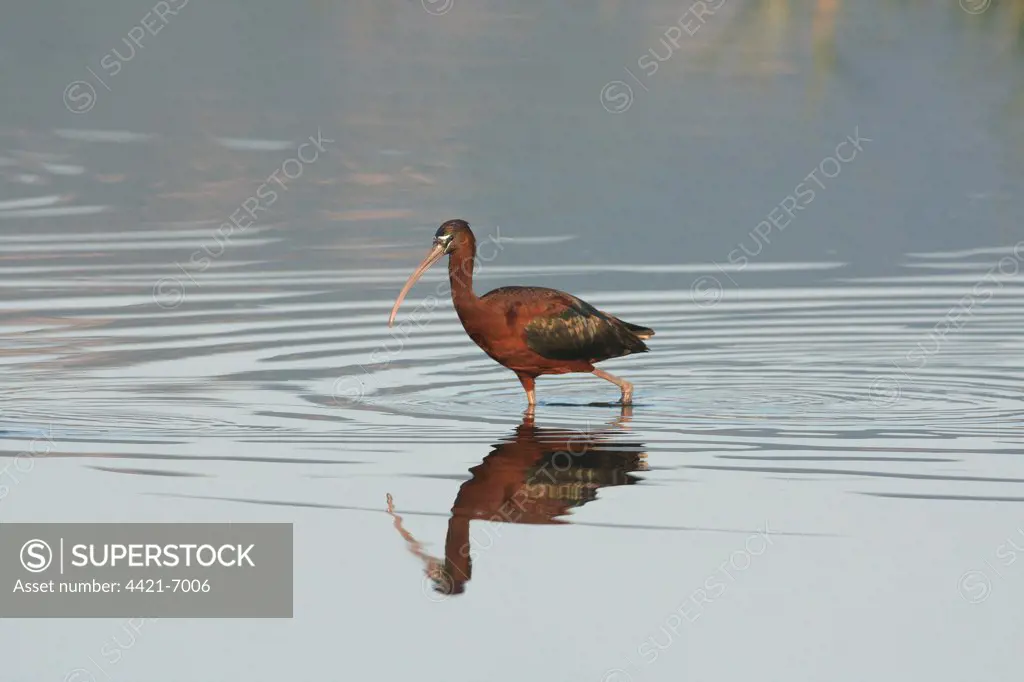 Glossy Ibis (Plegadis falcinellus) adult, wading in water with reflection, Lesvos, Greece, may