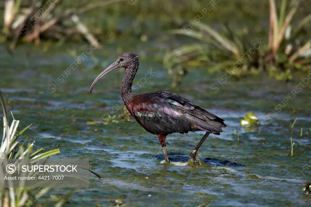 Glossy Ibis (Plegadis falcinellus) adult, wading in algae covered water, Lake Zeway, Great Rift Valley, Ethiopia