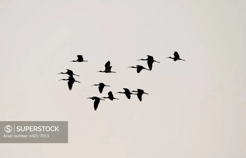 Glossy Ibis (Plegadis falcinellus) flock, in flight, silhouetted, Keoladeo Ghana N.P. (Bharatpur), Rajasthan, India