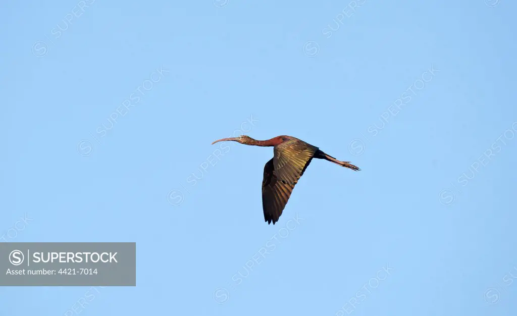 Glossy Ibis (Plegadis falcinellus) adult, summer plumage, in flight, Everglades N.P., Florida, U.S.A.