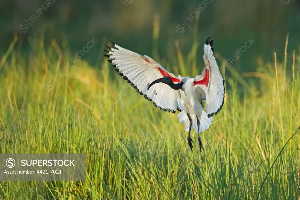 African Sacred Ibis (Threskiornis aethiopicus) adult, in flight, landing in wetland, Okavango Delta, Botswana