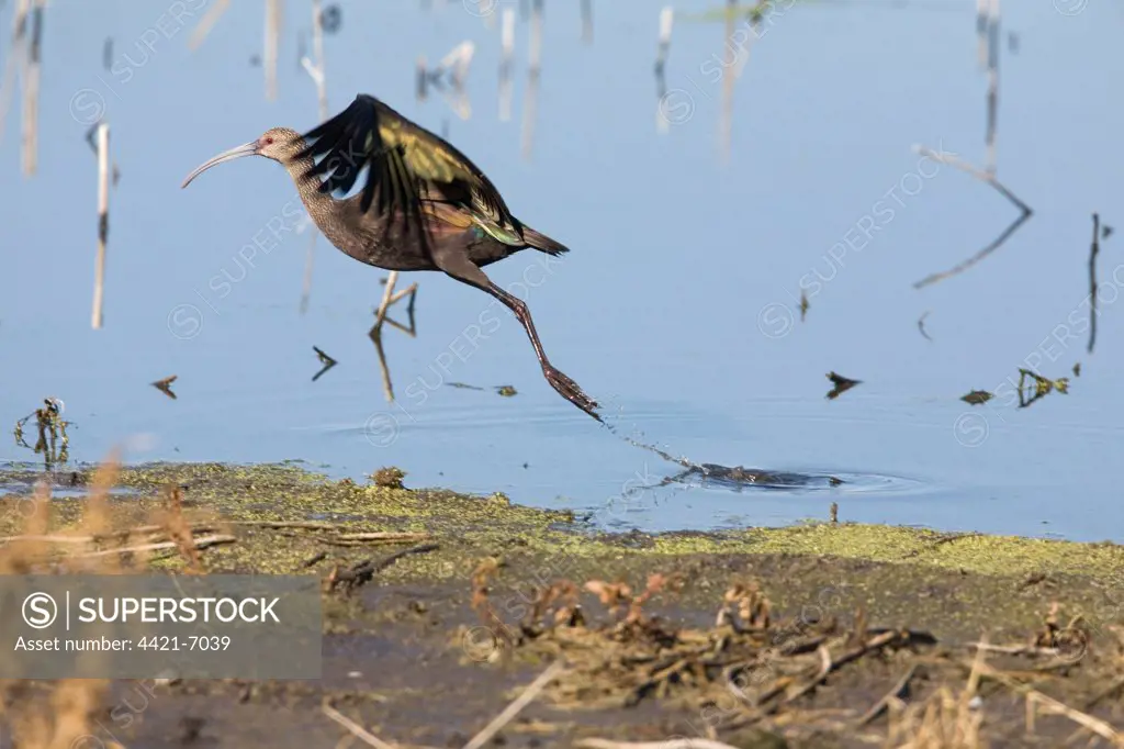 White-faced Ibis (Plegadis chihi) adult, non-breeding plumage, in flight, taking off from water in marshland, North Dakota, U.S.A., september