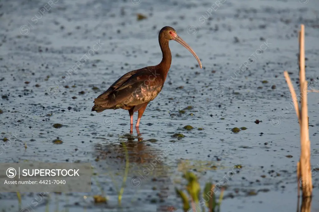 White-faced Ibis (Plegadis chihi) adult, breeding plumage, standing in shallow water of slough, North Dakota, U.S.A., july