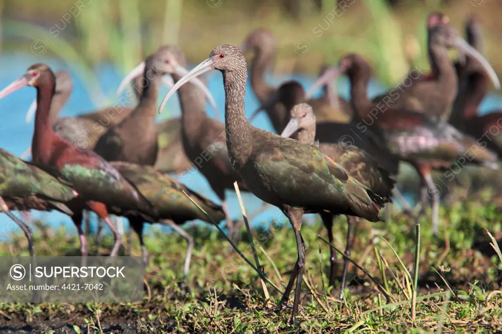 White-faced Ibis (Plegadis chihi) immature, standing in flock of adults and immatures, Rincon de Cobo, Buenos Aires Province, Argentina, december