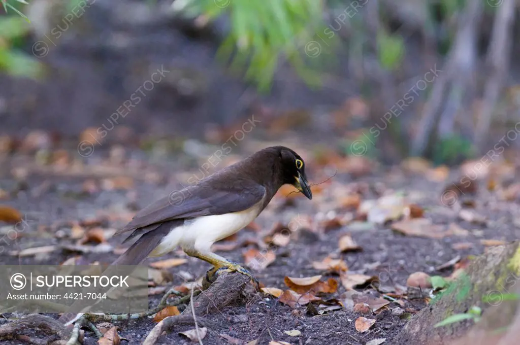 Brown Jay (Psilorhinus morio) adult, collecting nesting material on lowland forest floor, Tikal N.P., Peten, Guatemala