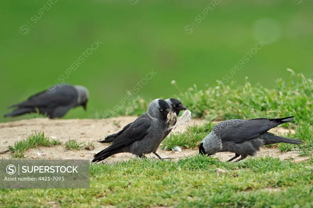 Jackdaw (Corvus monedula soemmerringii) 'Nordic' race, four adults, collecting nesting material, Tulcea, Danube Delta, Dobrogea, Romania, may