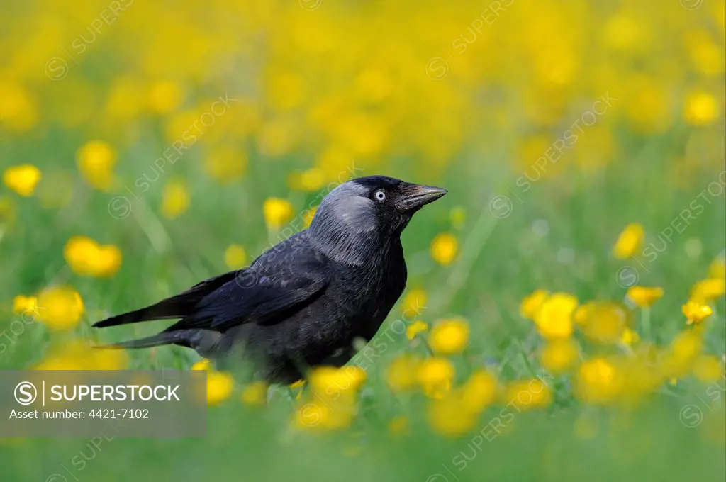 Jackdaw (Corvus monedula) adult, standing amongst buttercups in field, Oxfordshire, England, april