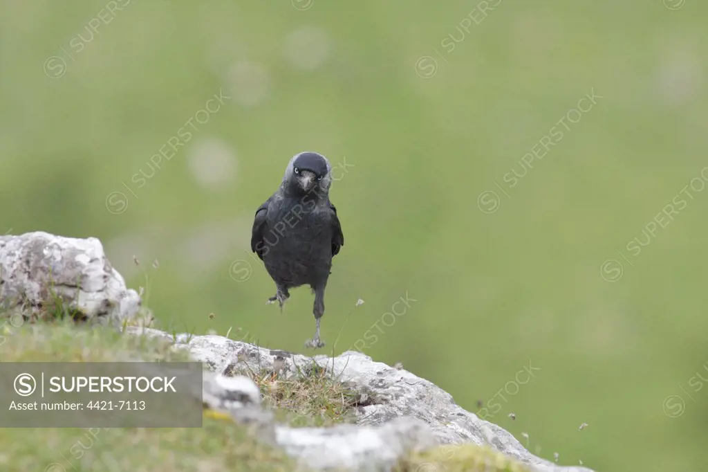Jackdaw (Corvus monedula) adult, hopping on limestone rocks, Malham Cove, Malhamdale, Yorkshire Dales N.P., North Yorkshire, England, may