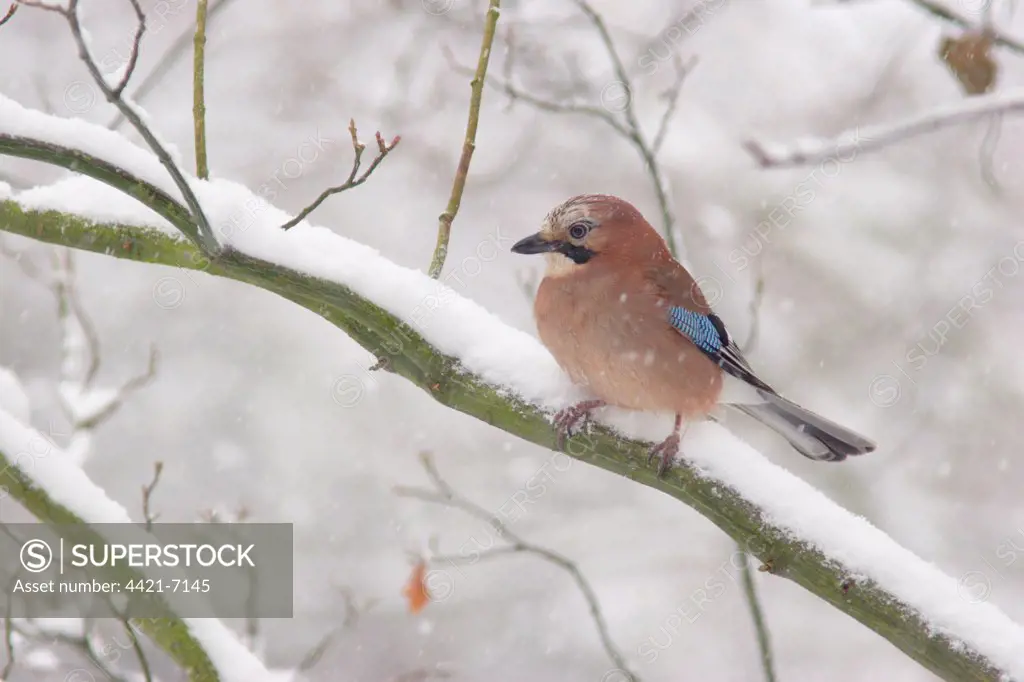 Eurasian Jay (Garrulus glandarius) adult, perched on snow covered branch in park woodland during snowfall, Yorkshire, England, december