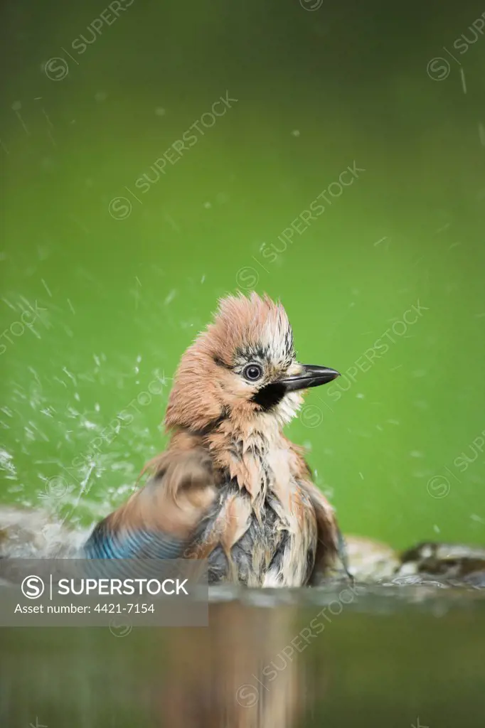 Eurasian Jay (Garrulus glandarius) adult, bathing in forest pool, Hungary, may