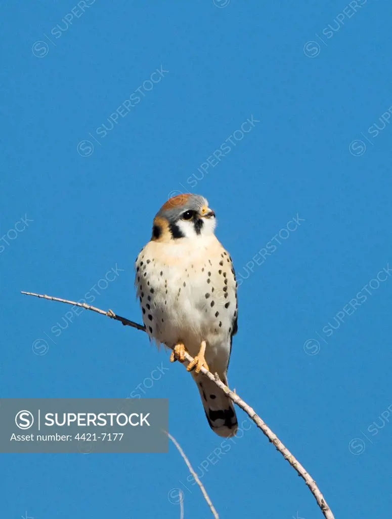 American Kestrel (Falco sparverius) adult male, perched on twig, Bosque del Apache National Wildlife Refuge, New Mexico, U.S.A., january