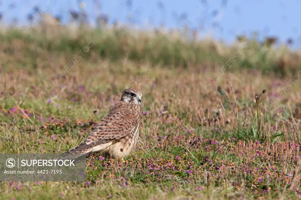 Common Kestrel (Falco tinnunculus) adult female, standing on ground amongst flowers, Cornwall, England
