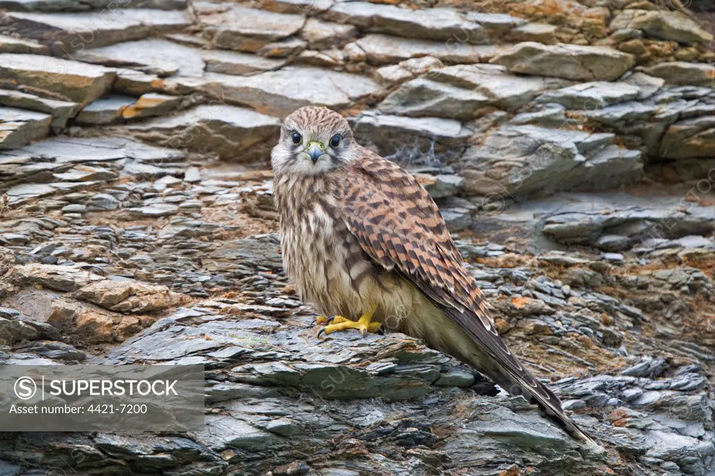 Common Kestrel (Falco tinnunculus) adult female, perched on cliff, Cornwall, England