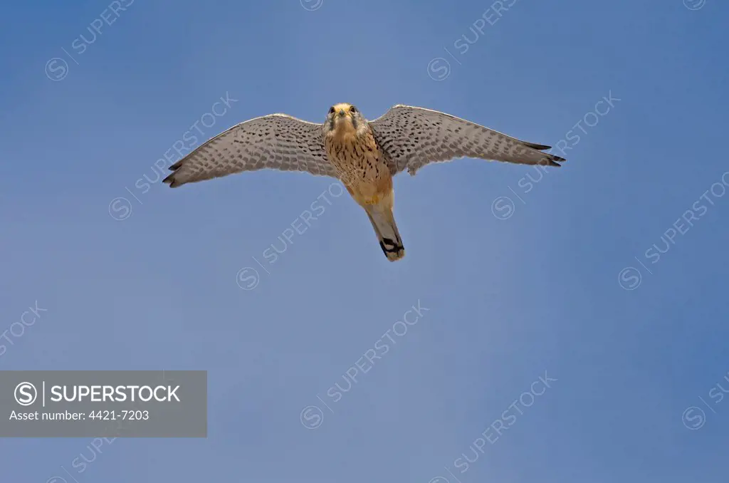 Common Kestrel (Falco tinnunculus) adult male, in flight, Norfolk, England, winter