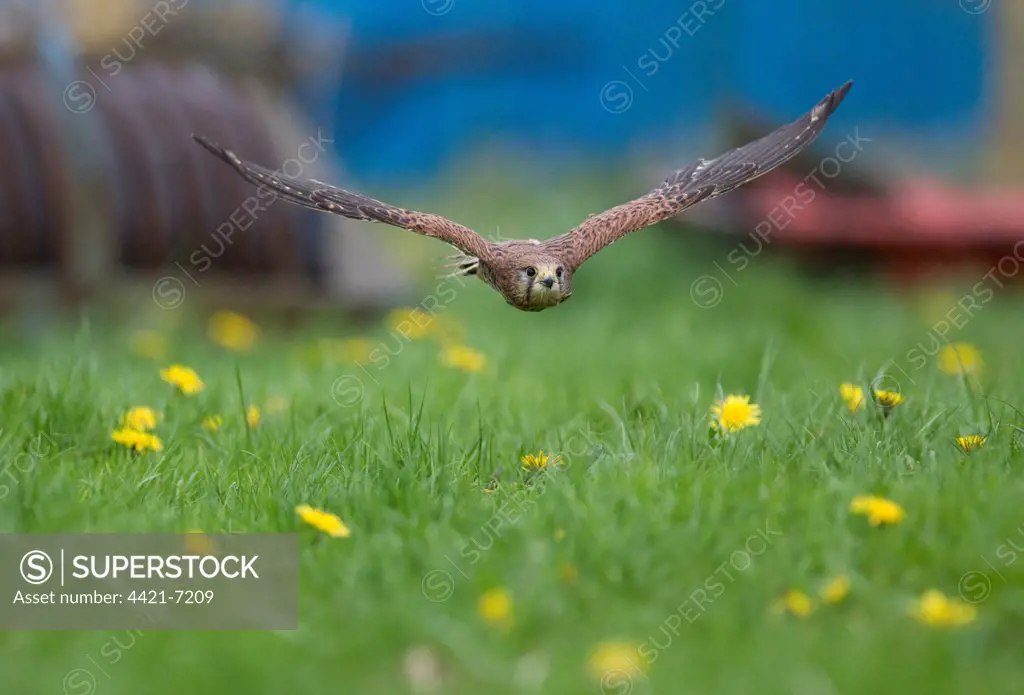 Common Kestrel (Falco tinnunculus) adult female, in flight, low over farmland, South Yorkshire, England, spring