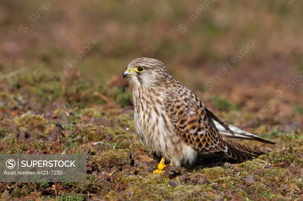 Common Kestrel (Falco tinnunculus) adult female, standing on ground, Minsmere RSPB Reserve, Suffolk, England, october