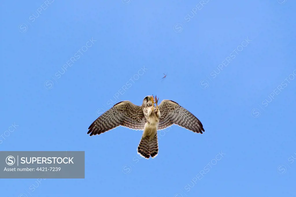 Common Kestrel (Falco tinnunculus) adult female, in flight, hunting cranefly prey, Minsmere RSPB Reserve, Suffolk, England, august