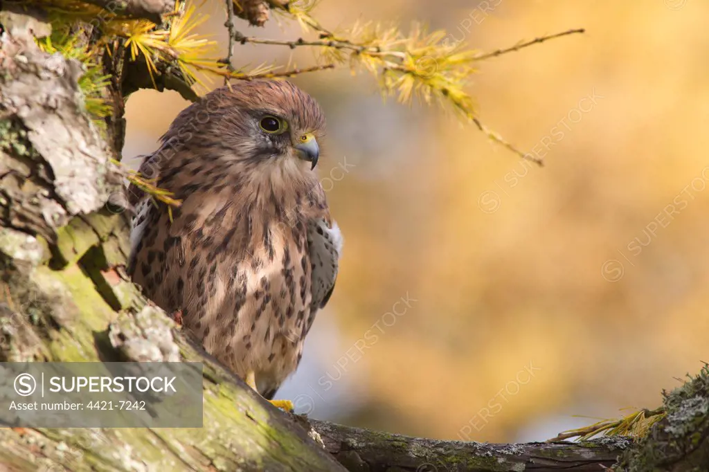 Common Kestrel (Falco tinnunculus) adult female, perched in larch tree, Berwickshire, Scottish Borders, Scotland, october (captive)