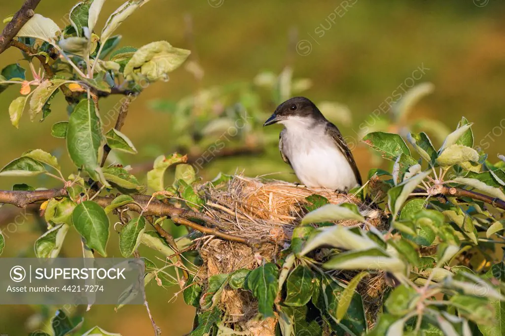 Eastern Kingbird (Tyrannus tyrannus) adult, at nest in apple tree, U.S.A.