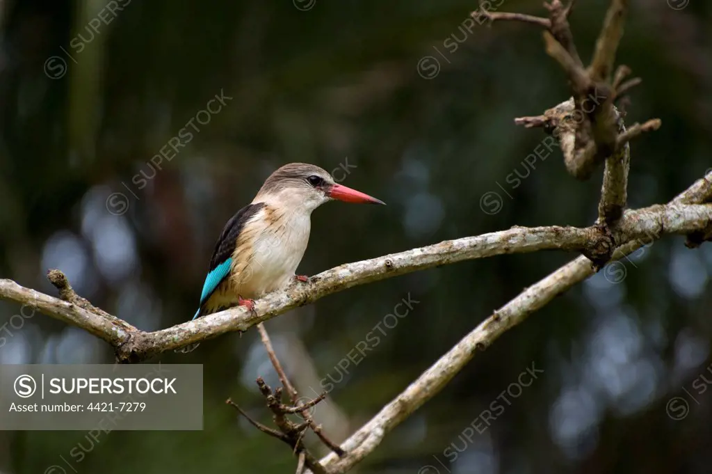 Brown-hooded Kingfisher (Halcyon albiventris) adult, perched on branch, Port St. Johns, 'Wild Coast', Eastern Cape (Transkei), South Africa